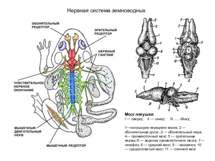 Нервная система земноводных Мозг лягушки: I — сверху; II —