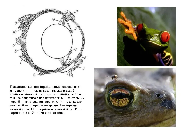 Глаз земноводного (продольный разрез глаза лягушки): 1 — нижняя косая