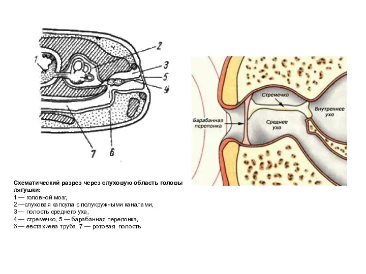 Схематический разрез через слуховую область головы лягушки: 1 — головной