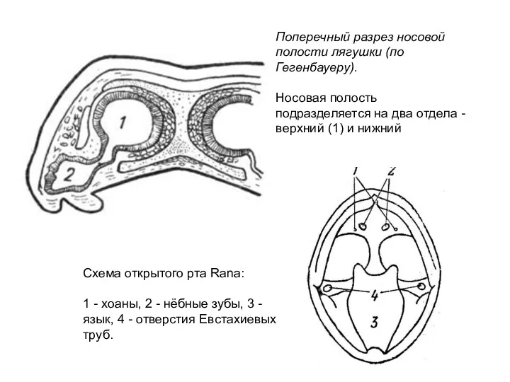 Поперечный разрез носовой полости лягушки (по Гегенбауеру). Носовая полость подразделяется