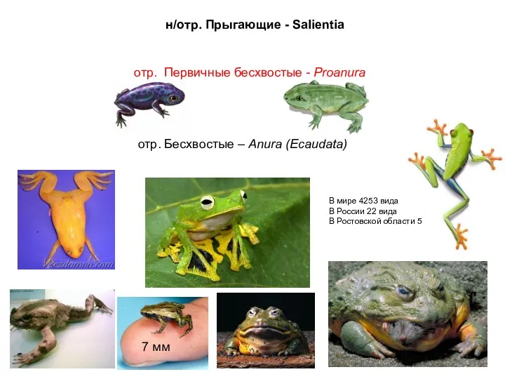 н/отр. Прыгающие - Salientia отр. Первичные бесхвостые - Proanura отр.