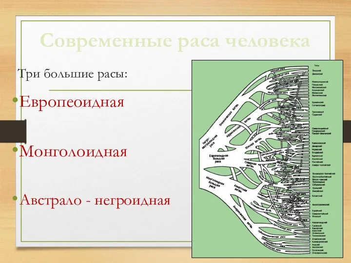 Современные раса человека Три большие расы: Европеоидная Монголоидная Австрало - негроидная