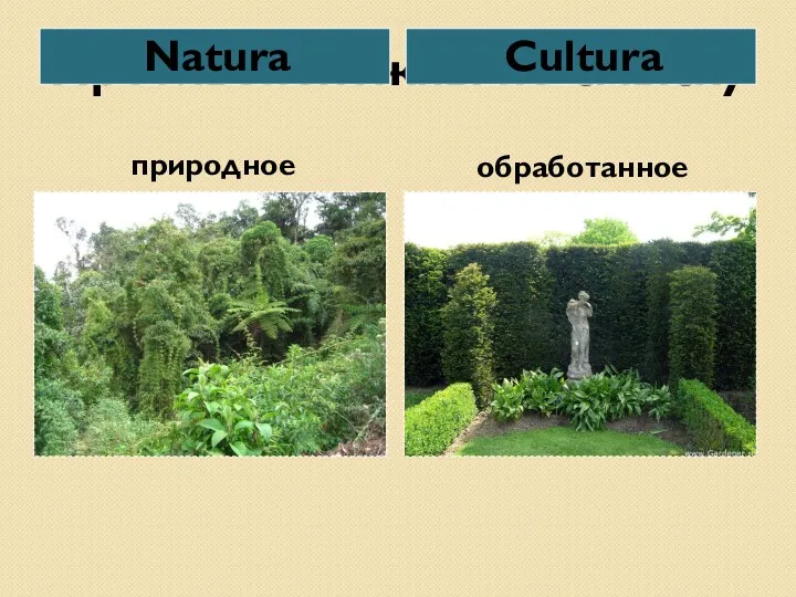 Противоположны по смыслу Natura Cultura природное обработанное