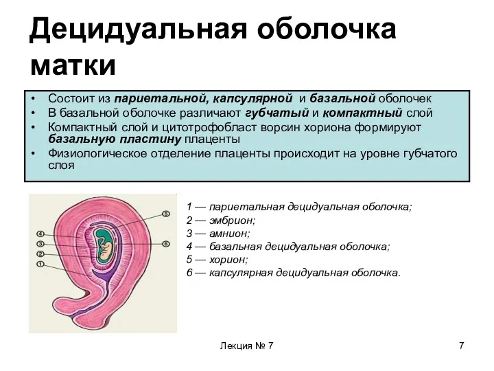 Лекция № 7 Децидуальная оболочка матки Состоит из париетальной, капсулярной и базальной оболочек