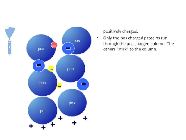 The matrix of an ion exchange is positively charged. Only