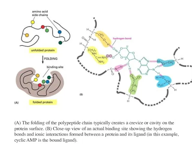 (A) The folding of the polypeptide chain typically creates a