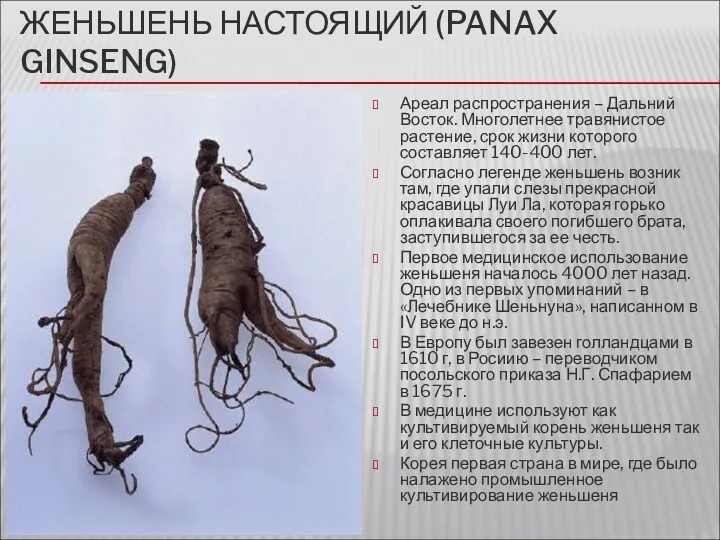 ЖЕНЬШЕНЬ НАСТОЯЩИЙ (PANAX GINSENG) Ареал распространения – Дальний Восток. Многолетнее