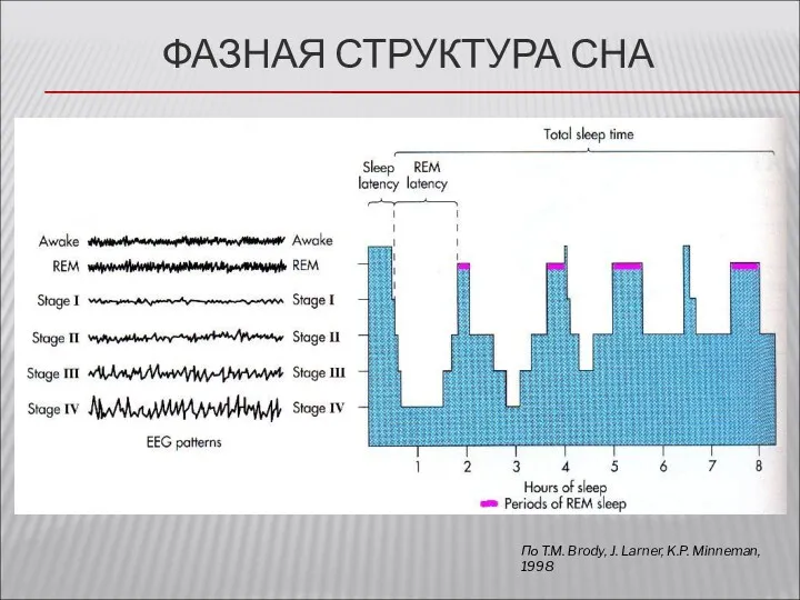 ФАЗНАЯ СТРУКТУРА СНА По T.M. Brody, J. Larner, K.P. Minneman, 1998