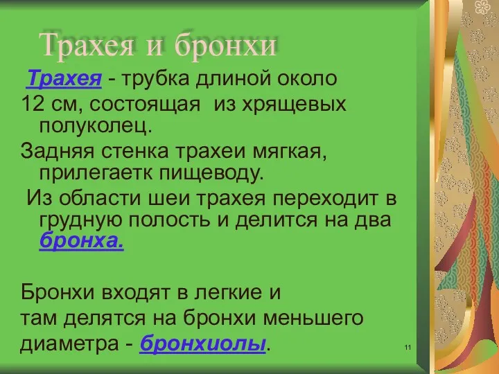 Трахея и бронхи Трахея - трубка длиной около 12 см, состоящая из хрящевых