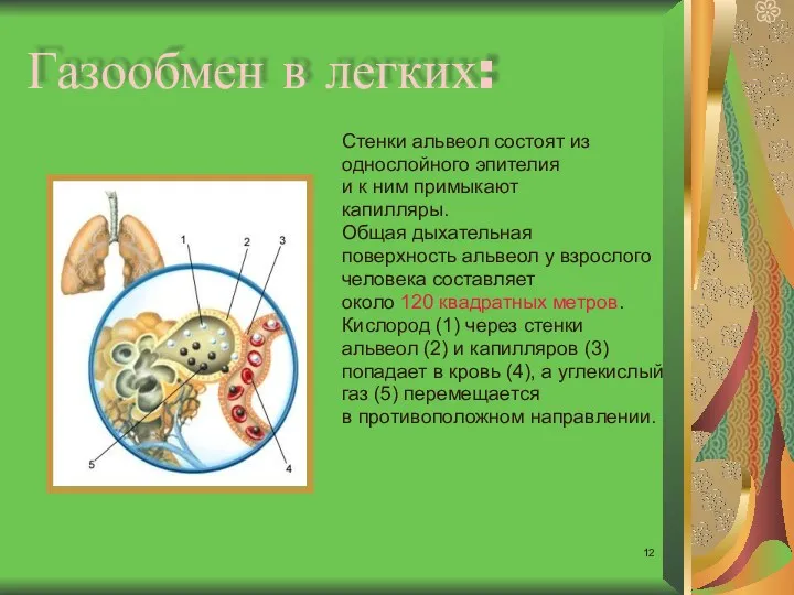 Газообмен в легких: Стенки альвеол состоят из однослойного эпителия и к ним примыкают