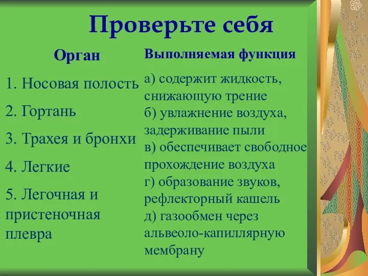 Орган 1. Носовая полость 2. Гортань 3. Трахея и бронхи