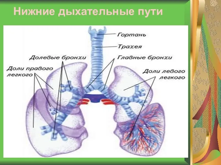 Нижние дыхательные пути