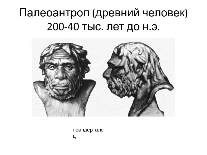Палеоантроп (древний человек) 200-40 тыс. лет до н.э. неандерталец