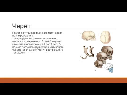Череп Различают три периода развития черепа после рождения: 1- период роста преимущественно в