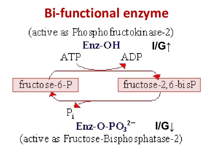 Bi-functional enzyme I/G↑ I/G↓