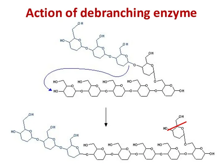 Action of debranching enzyme