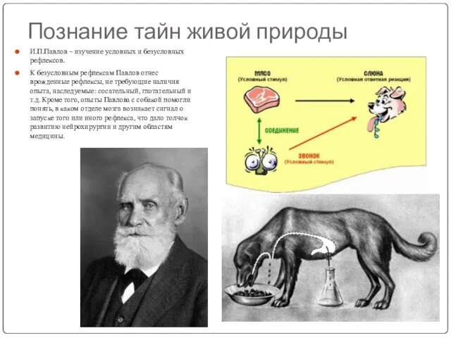 Познание тайн живой природы И.П.Павлов – изучение условных и безусловных