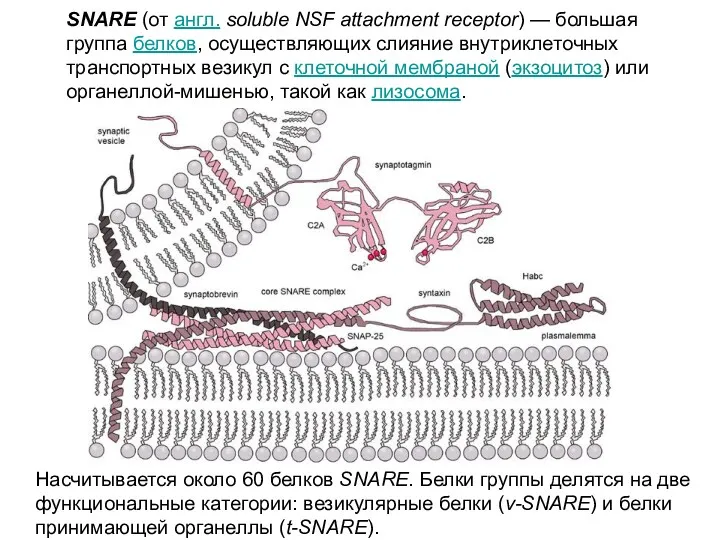SNARE (от англ. soluble NSF attachment receptor) — большая группа