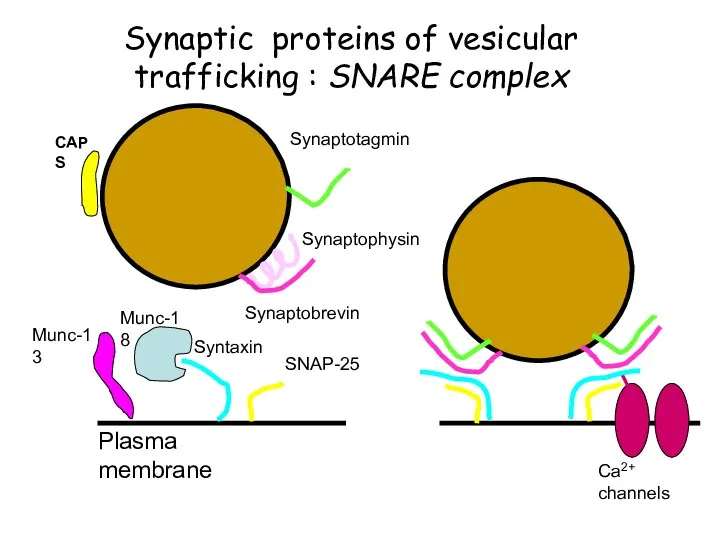 Synaptotagmin Synaptobrevin Synaptophysin Syntaxin SNAP-25 Munc-18 Ca2+ channels Munc-13 CAPS