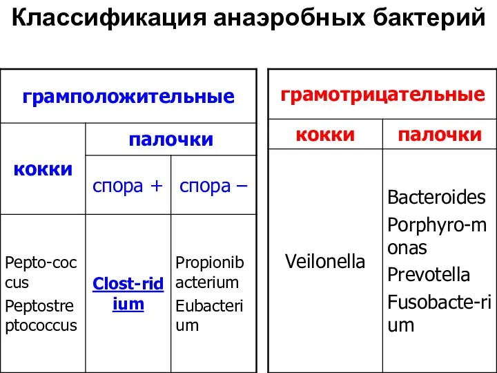 Классификация анаэробных бактерий