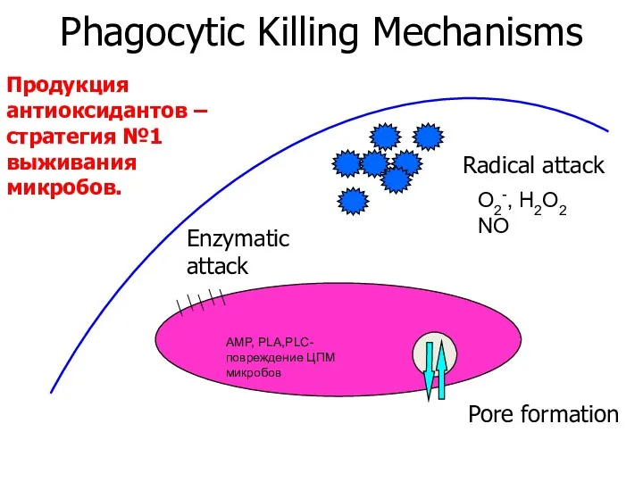 Phagocytic Killing Mechanisms Radical attack Pore formation Enzymatic attack AMP,