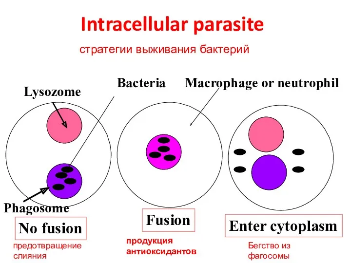 Intracellular parasite No fusion Lysozome Phagosome Fusion Enter cytoplasm Bacteria