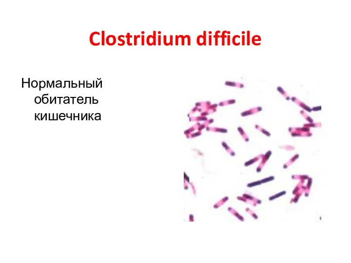 Clostridium difficile Нормальный обитатель кишечника