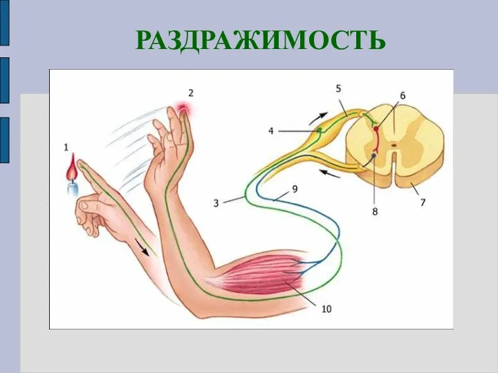 РАЗДРАЖИМОСТЬ