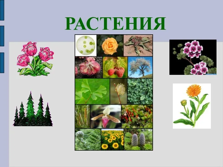 РАСТЕНИЯ