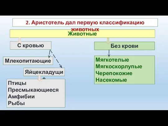 Животные С кровью Без крови Яйцекладущие Млекопитающие Птицы Пресмыкающиеся Амфибии