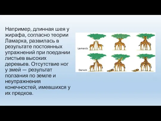 Например, длинная шея у жирафа, согласно теории Ламарка, развилась в