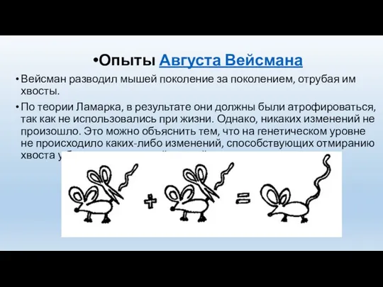 Опыты Августа Вейсмана Вейсман разводил мышей поколение за поколением, отрубая