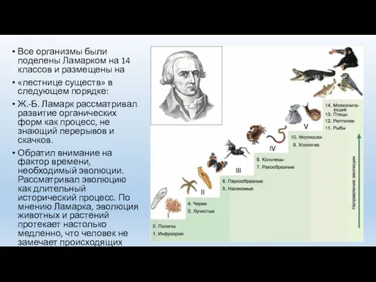 Все организмы были поделены Ламарком на 14 классов и размещены