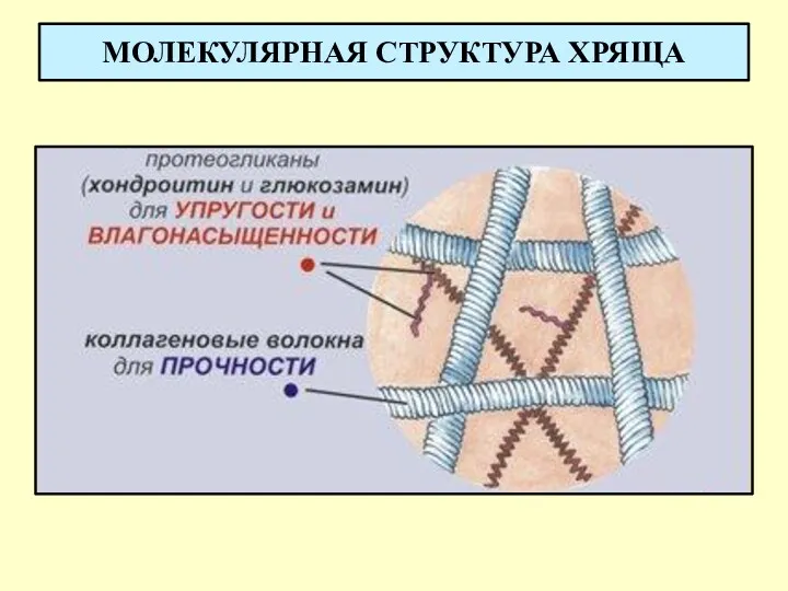 МОЛЕКУЛЯРНАЯ СТРУКТУРА ХРЯЩА