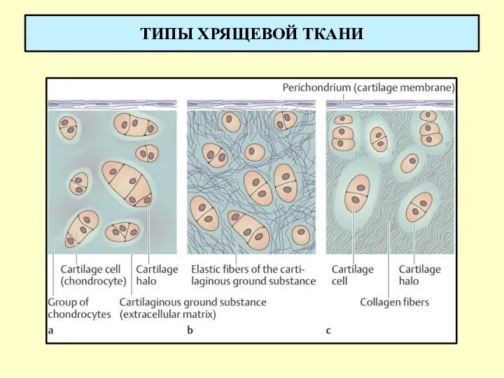 ТИПЫ ХРЯЩЕВОЙ ТКАНИ