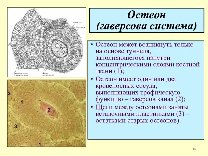 Остеон (гаверсова система) Остеон может возникнуть только на основе туннеля,