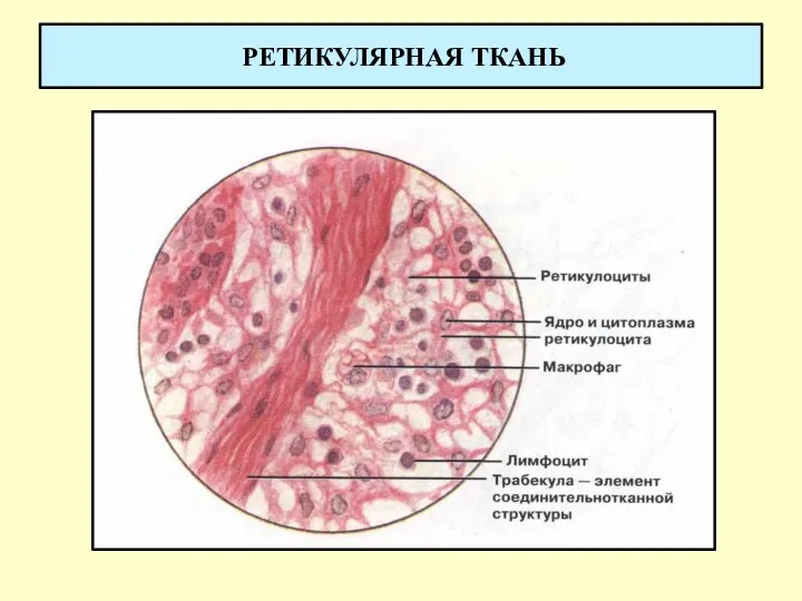 РЕТИКУЛЯРНАЯ ТКАНЬ