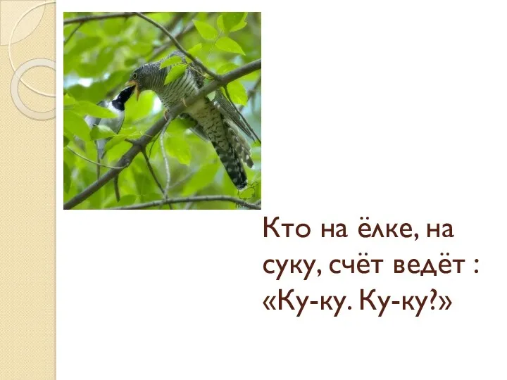 Кто на ёлке, на суку, счёт ведёт : «Ку-ку. Ку-ку?»