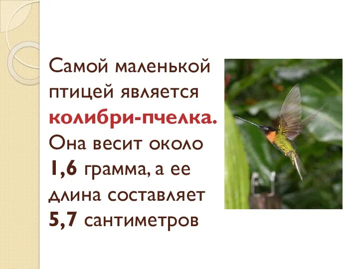 Самой маленькой птицей является колибри-пчелка. Она весит около 1,6 грамма, а ее длина составляет 5,7 сантиметров