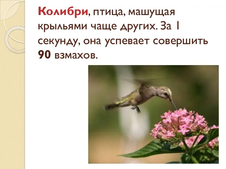 Колибри, птица, машущая крыльями чаще других. За 1 секунду, она успевает совершить 90 взмахов.