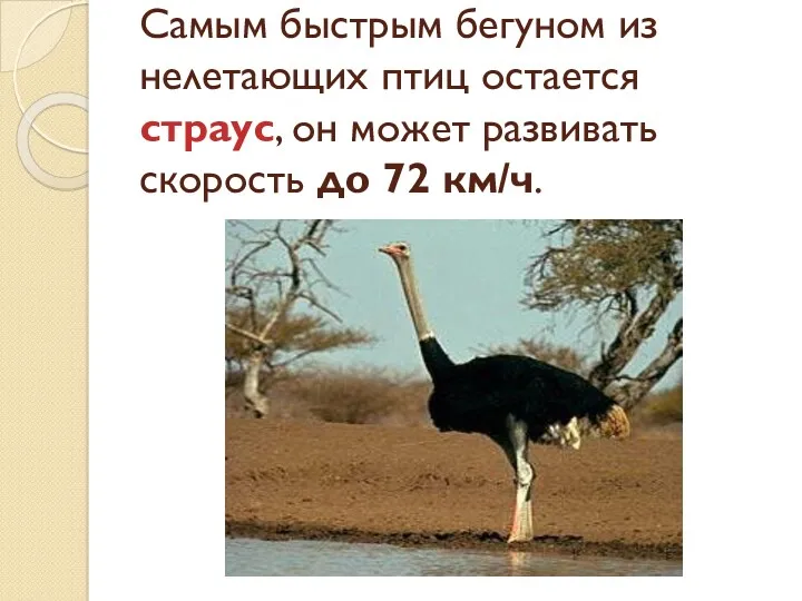 Самым быстрым бегуном из нелетающих птиц остается страус, он может развивать скорость до 72 км/ч.