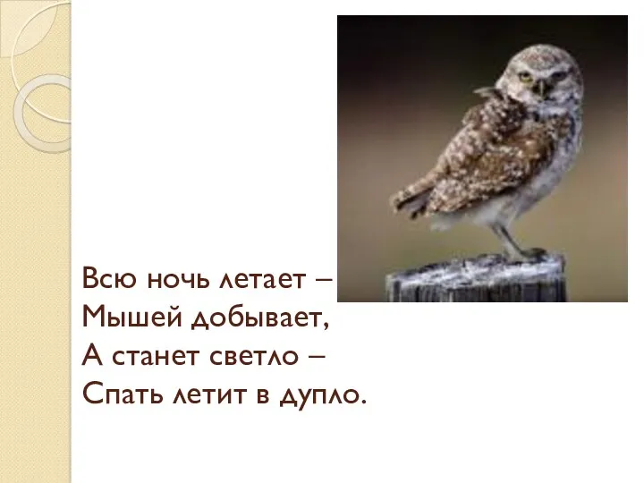 Всю ночь летает – Мышей добывает, А станет светло – Спать летит в дупло.