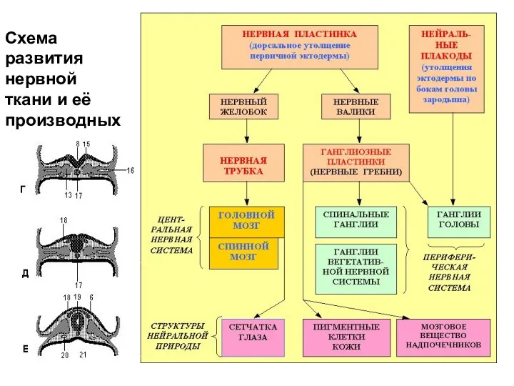 Схема развития нервной ткани и её производных