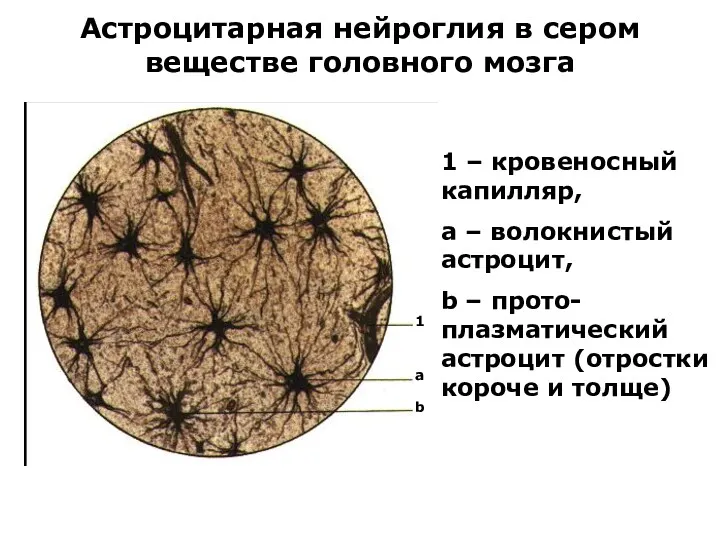 Астроцитарная нейроглия в сером веществе головного мозга 1 – кровеносный