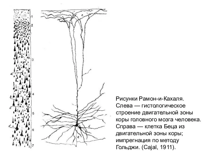 Рисунки Рамон-и-Кахаля. Слева — гистологическое строение двигательной зоны коры головного