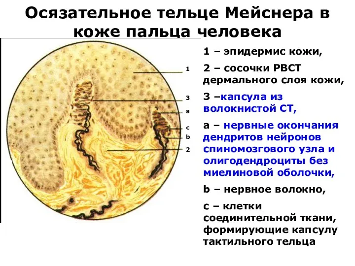 Осязательное тельце Мейснера в коже пальца человека 1 – эпидермис