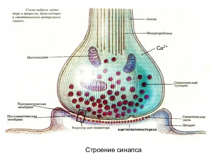 Строение синапса ацетилхолинэстераза Са2+