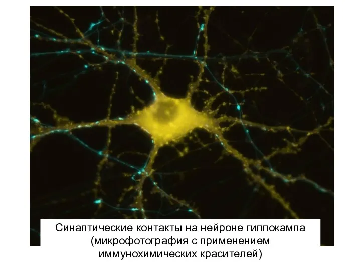 Синаптические контакты на нейроне гиппокампа (микрофотография с применением иммунохимических красителей)