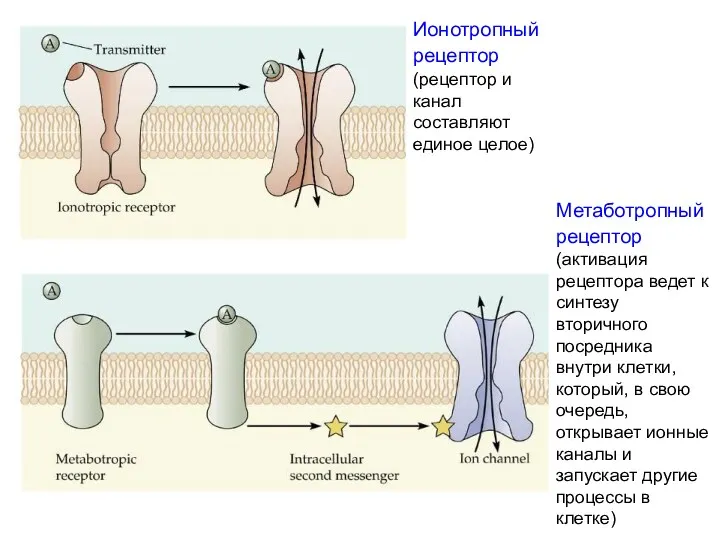 Метаботропный рецептор (активация рецептора ведет к синтезу вторичного посредника внутри