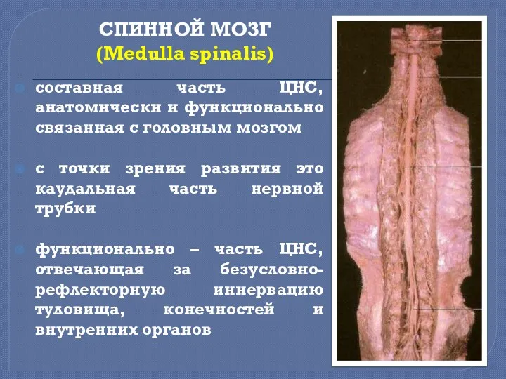 СПИННОЙ МОЗГ (Medulla spinalis) составная часть ЦНС, анатомически и функционально